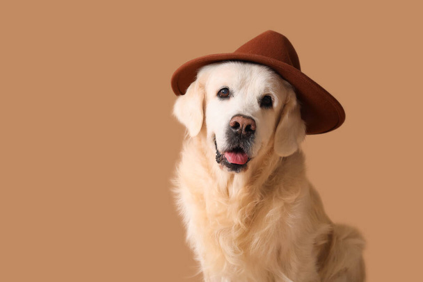 Adorabile golden retriever in cappello su sfondo beige - Foto, immagini