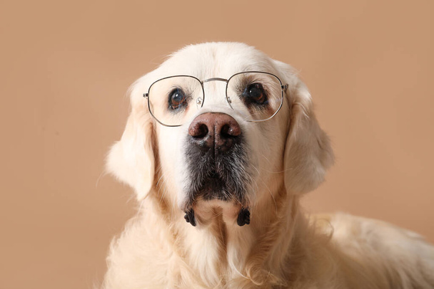 Adorabile golden retriever in occhiali da vista su sfondo beige - Foto, immagini