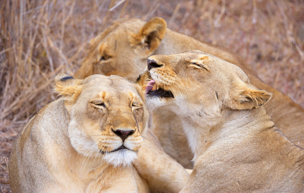 Три львицы (Panthera leo
) - Фото, изображение