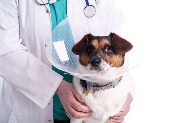 Veterinaria con perro
 - Foto, imagen