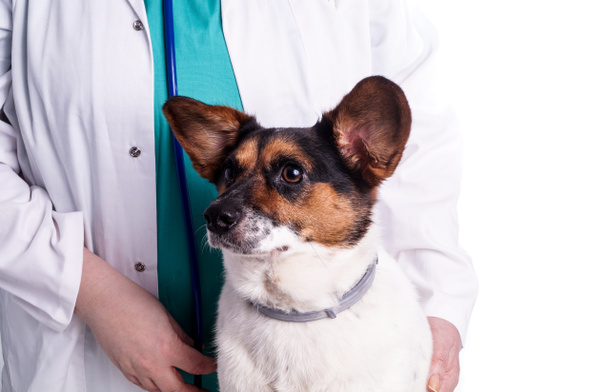 Veterinaria con perro
 - Foto, imagen