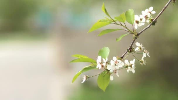 Drzewa wiśniowe kwitnące wiosną. Przebudzenie przyrody. Ogród owoc w kwiat - Materiał filmowy, wideo
