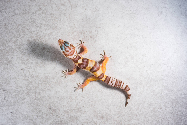 Eublepharis Macularius милый леопардовый геккон. Маленькая ящерица на сером фоне. - Фото, изображение