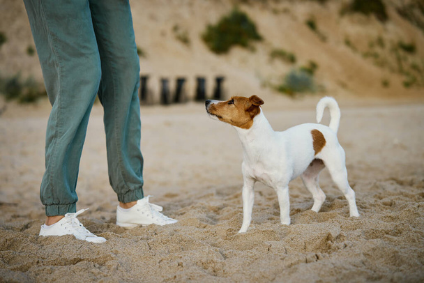 Vrouw en actieve hond hebben plezier op zandstrand. Vrouwelijke eigenaar loopt met huisdier aan de kust. Vriendschap tussen dier en mens - Foto, afbeelding
