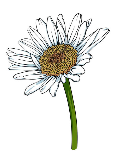 Flor de manzanilla sobre un fondo blanco. Ilustración vectorial dibujada a mano para logotipo, icono o sello - Vector, imagen