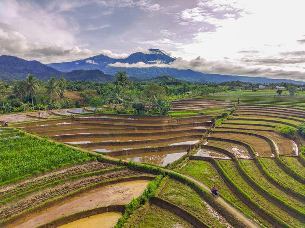 Beautiful morning view indonesia Panorama Landscape paddy fields with beauty color and sky natural light - Foto, Imagen