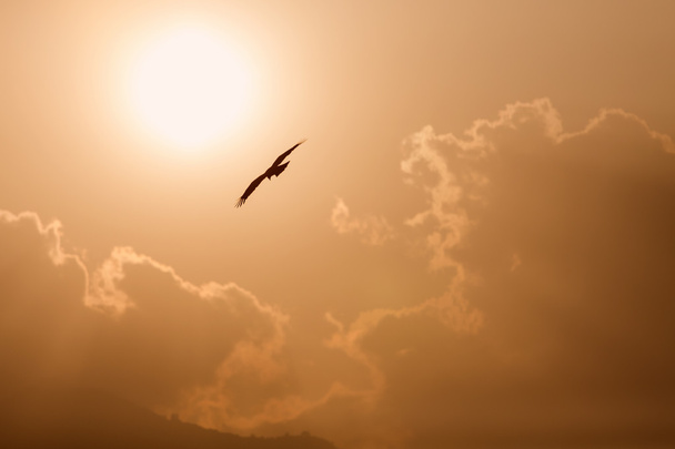 A repülő sas szárnyait nyitott, és a nap és a felhők, a háttérben a nézet - Fotó, kép