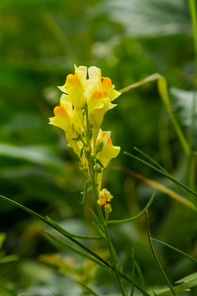 Linaria vulgaris κοινά toadlin κίτρινα άγρια λουλούδια ανθίζουν στο λιβάδι, μικρά φυτά σε άνθιση στο πράσινο γρασίδι. Ανθοφόρος αγρός ανθέων Κίτρινο λινάρι ή Λινάρια vulgaris. - Φωτογραφία, εικόνα