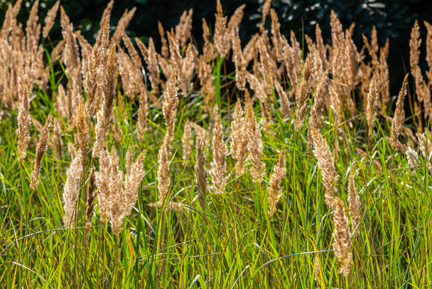 Inflorescence of wood small-reed Calamagrostis epigejos on a meadow. - Photo, Image