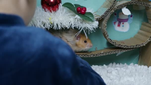 Çocuğun evcil hamsterıyla oynaması ve Noel süslemesi Maze. Yüksek kalite 4k görüntü - Video, Çekim