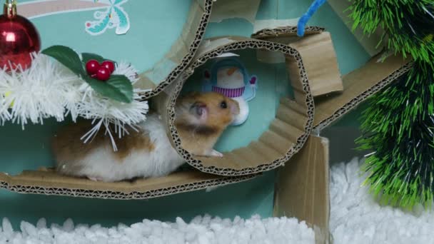 Liebenswerter Hamster in einem weihnachtlich dekorierten Labyrinth. Hochwertiges 4k Filmmaterial - Filmmaterial, Video