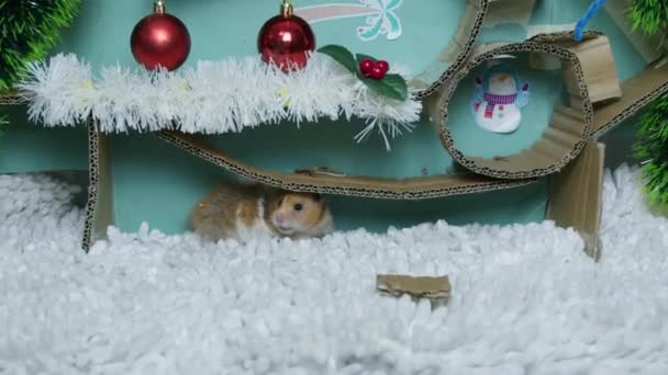 Imádnivaló hörcsög egy karácsonyi díszítésű labirintusban. Kiváló minőségű 4k felvételek - Felvétel, videó