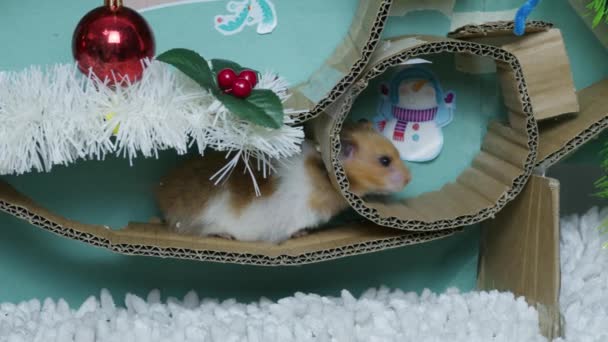 Noel süslemeli labirentte sevimli bir hamster. Yüksek kalite 4k görüntü - Video, Çekim