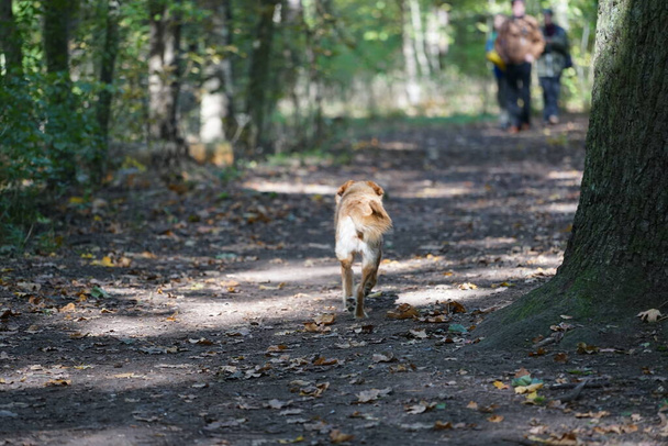 Perro blanco-marrón en un paseo por el parque de otoño. Berlín, Alemania  - Foto, imagen