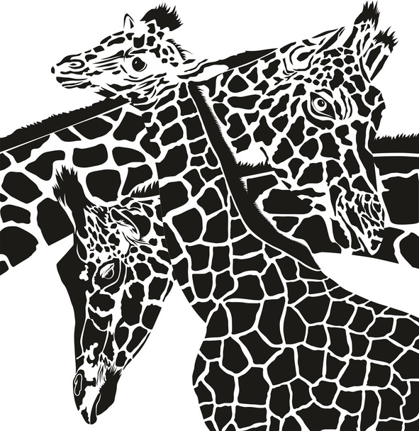 Giraffe heads - Vector, Image
