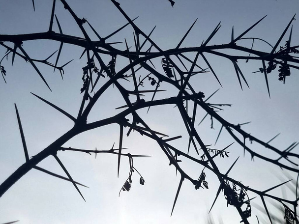 Ciernie gałęzie sylwetki drzewa akacjowego w jasnoniebieskim niebie. Ostre kolce gałęzi wykorzystujących indyjskiego rolnika jako ogrodzenie do zabezpieczenia swoich gospodarstw przed atakami zwierząt - Zdjęcie, obraz