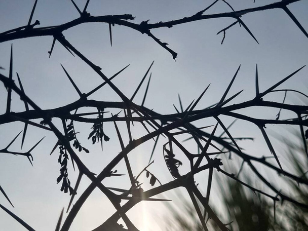 Thorns branches of acacia tree silhouette in clear blue sky. Sharp prickly thorns branches using indian farmer as fence to secure their farms from animal attacks - Photo, Image