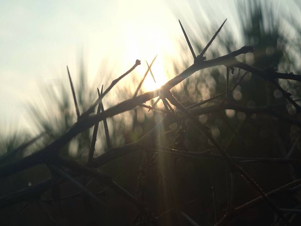 Dornen Zweige von Akazienbäumen Silhouette in klaren blauen Himmel. Scharfe Dornen Zweige mit indischen Bauern als Zaun, um ihre Höfe vor Tierangriffen zu schützen - Foto, Bild