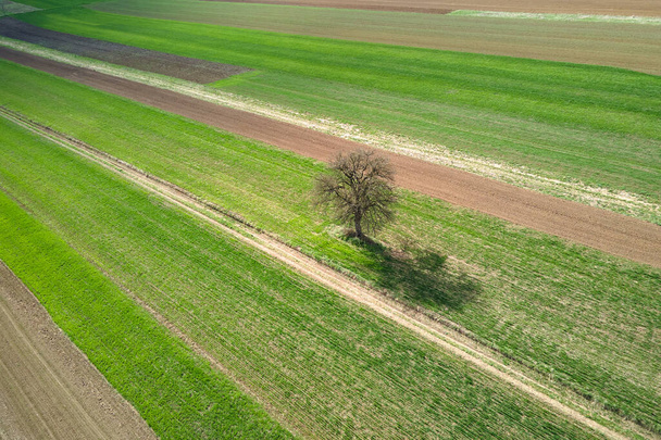 Zielone pola uprawne z uprawami w sezonie letnim. Rolnictwo i rolnictwo. - Zdjęcie, obraz
