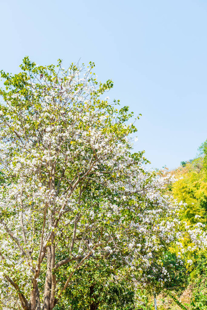 Arbre à fleurs blanches sur colline, Thaïlande. - Photo, image