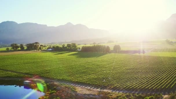 Drone, vineyard and lens flare with nature, landscape and countryside with fresh air, sustainability and field. Wine farm, outdoor or spring with summer, plants or agriculture with luxury or sunshine. - Footage, Video