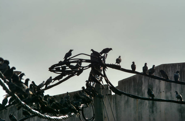 silhouette de pigeon sauvage et corbeau perché ou volant autour du poteau électrique de la rue dans le ciel sombre tôt le matin. - Photo, image