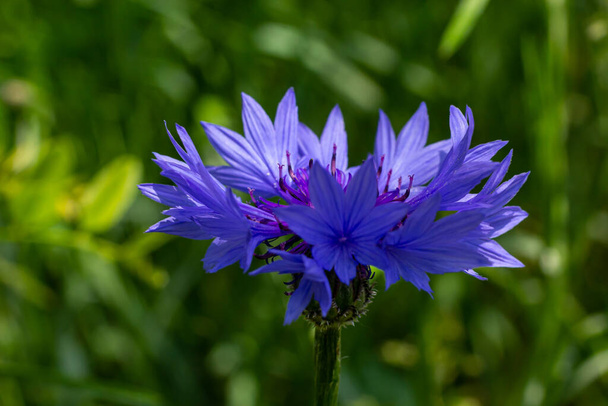 голубой васильковый кентавр - съедобное растение. - Фото, изображение