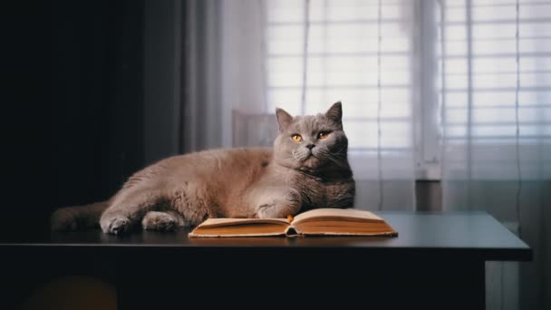 Chat domestique écossais gris allongé sur une table avec un livre ouvert dans une chambre sombre. Gros plan. Isolé. Portrait, chat moelleux intelligent aux yeux verts reposant sur un vieux livre. Je lis. Fond flou. Animaux de compagnie. - Séquence, vidéo