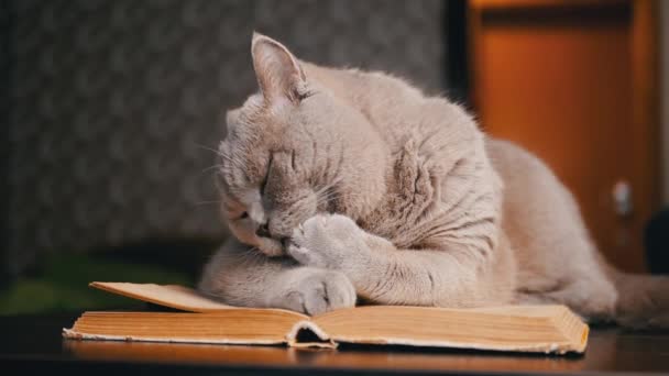 In Großaufnahme liegt die graue Hauskatze auf einem offenen Buch auf dem Tisch und leckt sich die Pfote ab. Isoliert. Innenraum. Nette Katzenwäsche. Porträt flauschige reinrassige schottische Katze mit grünen Augen. Unscharfer Hintergrund. Lustiges Haustier. - Filmmaterial, Video