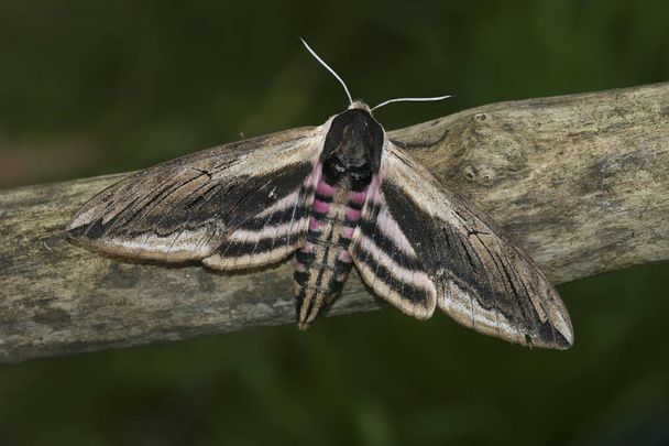 Natural closeup on the large Privet hawk-moth ,Sphinx pinastri sitting with open wings on a twig - Photo, Image