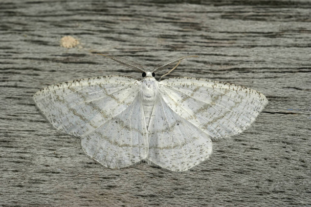 Naturalne zbliżenie na ćmę geometryczną Common White Wave, Cabera pusaria z rozpostartymi skrzydłami na drewnie - Zdjęcie, obraz
