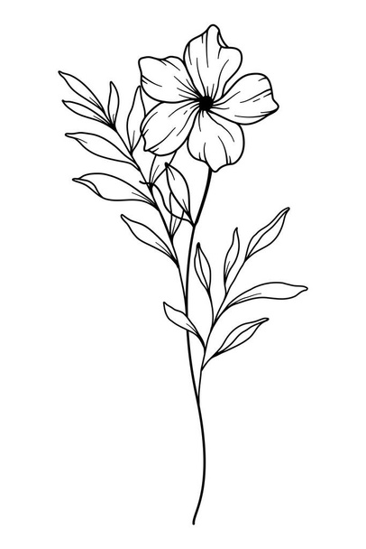 Primrose flower Line Art. Primrose outline Illustration. February Birth Month Flower. Primrose outline isolated on white. Hand painted line art botanical illustration. - Vector, Image