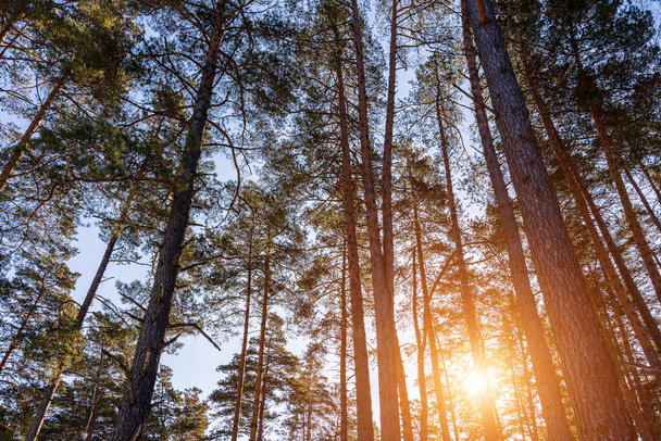 Закат или восход солнца в сосновом лесу, покрытом снегом. Солнечные лучи, сияющие через сосновые стволы. - Фото, изображение