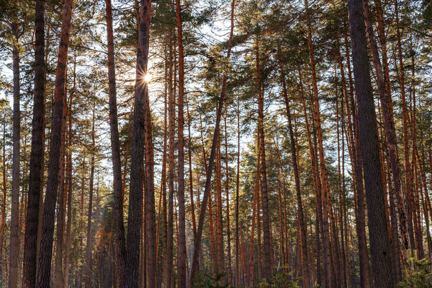 Pôr do sol ou nascer do sol na floresta de pinheiros de primavera coberta de neve. Raios de sol brilhando através dos troncos de pinho. - Foto, Imagem
