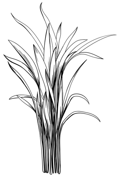 Ілюстрація тропічної рослини. Рука намальована ботанічна ілюстрація ізольована на білому. - Вектор, зображення