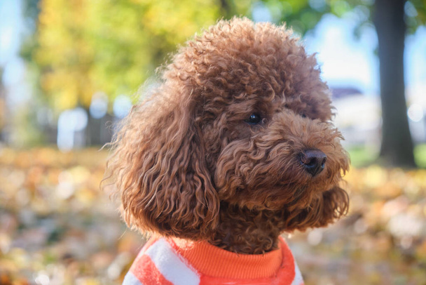 Rotbrauner Pudelhund. Pudelwelpe bei einem Spaziergang im Herbstpark. Pudelwelpe im gestreiften Pullover. - Foto, Bild
