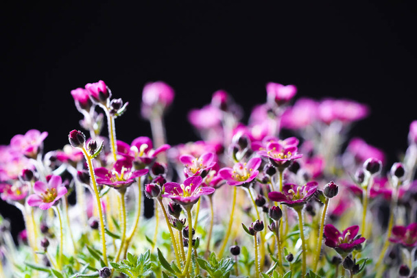 Rózsaszín szaxofonvirágok. virágzó növény. Szaxifraga. - Fotó, kép