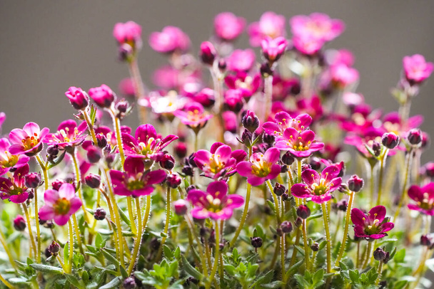 Flores saxifrage rosa. planta com flores. Saxifraga. - Foto, Imagem