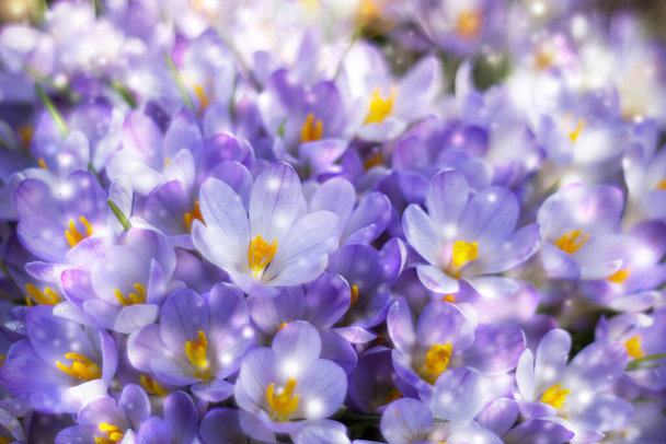 Krokusblüten im Garten - Frühlingsblumen - weicher Fokus - Foto, Bild
