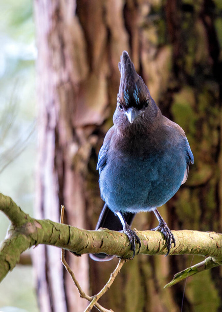 O Jay Steller, Cyanocitta stelleri, é uma ave carismática encontrada no oeste da América do Norte. Conhecido por sua plumagem azul vibrante e comportamento inteligente, ele adiciona um toque de brilho a qualquer projeto.  - Foto, Imagem