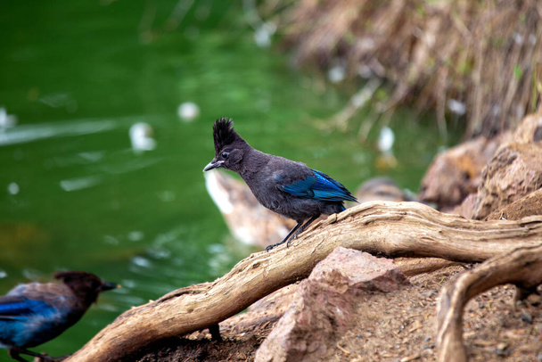 De Steller 's Jay, Cyanocitta stelleri, is een charismatische vogel uit de familie Stelleridae. Bekend om zijn levendige blauwe verenkleed en intelligente houding, voegt het een vleugje schittering toe aan elk project.  - Foto, afbeelding