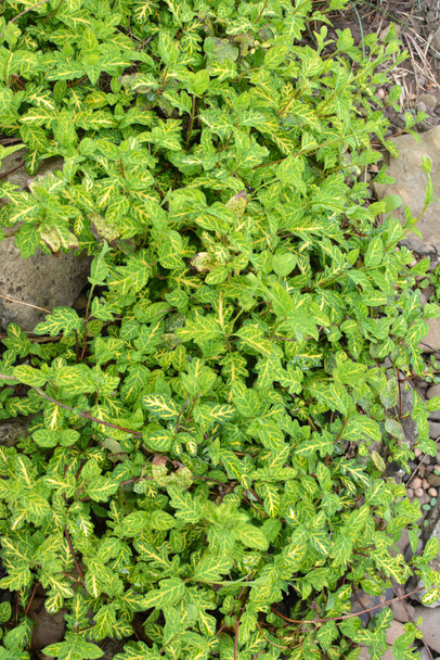 Ebedi yeşil süs çalısı Euonymus 'un serveti bahçede yetişir. - Fotoğraf, Görsel