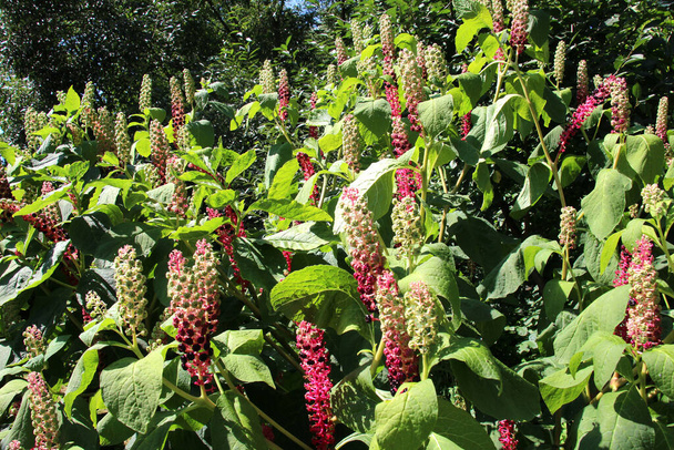 Phytolacca grows in the garden in summer - Photo, Image