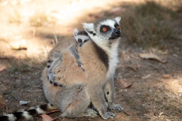 lémurien gris à queue cerclée en milieu naturel dans le parc privé Madagascar. Gros plan mignon primate. drôle mignon smal animal avec petit bébé - Photo, image