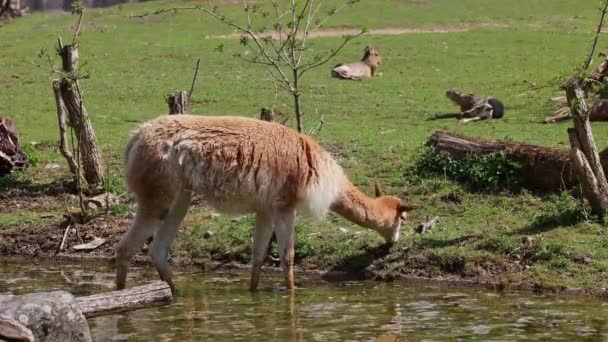 Vicunas, Vicugna Vicugna, parenti del lama che vivono nelle alte zone alpine delle Ande - Filmati, video