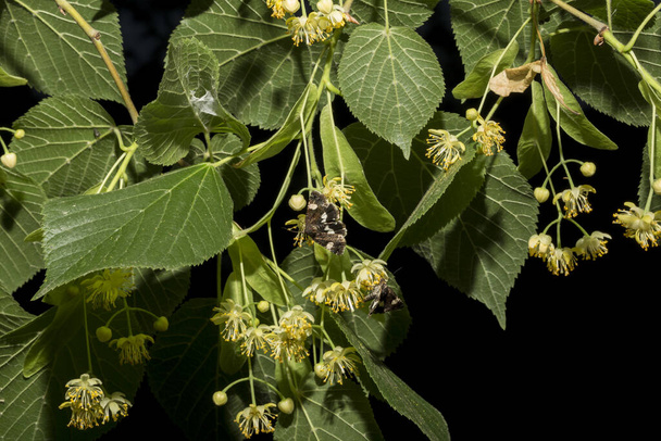 リンデンの木の小枝。薬用植物の春の開花。タイプ・ルクルコサ(Tyta lucosa)は、夜行性の蛾である。4ヶ所の蛾と野性のビンディード蛾. - 写真・画像