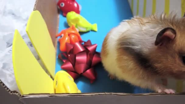 Nahaufnahme von niedlichen syrischen Hamstern, die Hamsterleckereien im Labyrinth essen. Hochwertiges 4k Filmmaterial - Filmmaterial, Video
