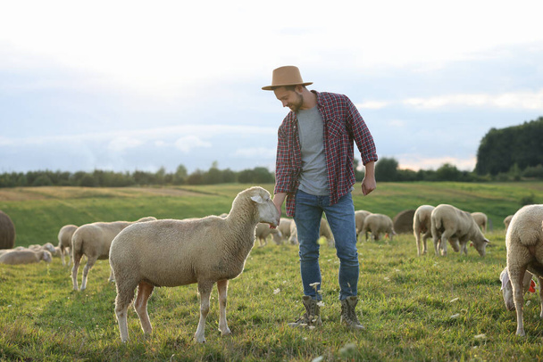 Man in hat with sheep on pasture at farm - Foto, Bild