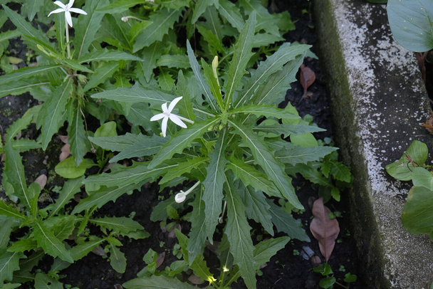 Flor de Kitolod (Hippobroma longiflora), flor de Kitolod tiene el potencial como un medicamento para la irritación ocular - Foto, imagen