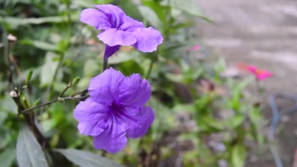 primer plano de una flor de Kencana púrpura en flor - Imágenes, Vídeo